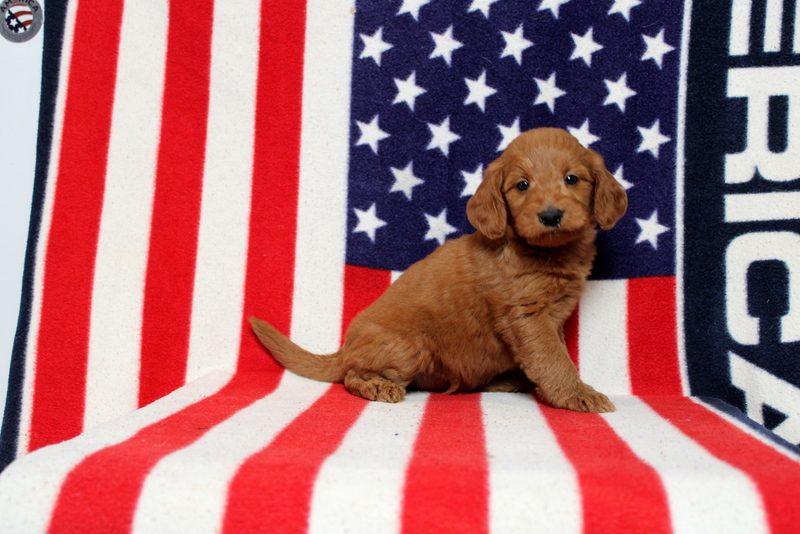 puppy, for, sale, Mini Goldendoodle F1, Matthew B. Stoltzfus, dog, breeder, Gap, PA, dog-breeder, puppy-for-sale, forsale, nearby, find, puppyfind, locator, puppylocator, aca